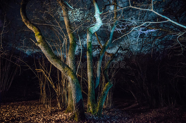 Vậy nhưng, rừng Hoia Baciu lại là điểm đến yêu thích của những du khách đam mê thám hiểm. Hoia Baciu được đánh giá là nơi lý tưởng đê đạp xe, bắn cung...