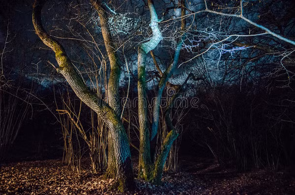 Vậy nhưng, rừng Hoia Baciu lại là điểm đến yêu thích của những du khách đam mê thám hiểm. Hoia Baciu được đánh giá là nơi lý tưởng đê đạp xe, bắn cung...