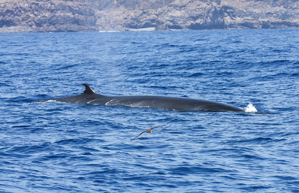 Nghiên cứu cho thấy cá voi Bryde dành phần lớn thời gian trong ngày trong phạm vi 15m so với mặt nước. Chúng thường bơi với tốc độ 1,6 đến 6,4km một giờ nhưng có thể đạt tốc độ 24km một giờ. Chúng lặn trong khoảng 5 đến 15 phút, với thời gian lặn tối đa là 20 phút và có thể đạt độ sâu lên đến 305m.
