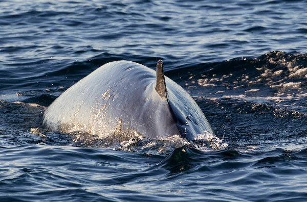 Cá voi Bryde ăn khoảng 600 đến 660 thức ăn mỗi ngày. Chế độ ăn của chúng bao gồm nhuyễn thể, động vật chân chèo, cua đỏ, tôm, cũng như nhiều loại cá học như cá trích, cá thu, cá mòi và cá mòi.