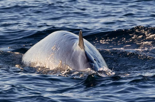 Cá voi Bryde ăn khoảng 600 đến 660 thức ăn mỗi ngày. Chế độ ăn của chúng bao gồm nhuyễn thể, động vật chân chèo, cua đỏ, tôm, cũng như nhiều loại cá học như cá trích, cá thu, cá mòi và cá mòi.