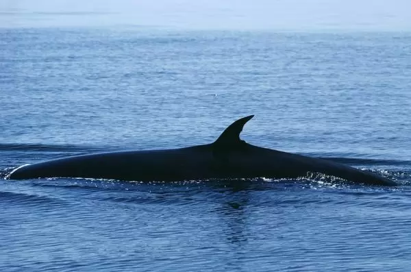 Cá voi Bryde sử dụng các phương pháp khác nhau để kiếm ăn trong cột nước, bao gồm lướt trên bề mặt, lao mình và tạo lưới bong bóng. Đây là loài động vật hoang dã quý hiếm thuộc Phụ lục I của Công ước CITES cấm buôn bán vận chuyển quốc tế; Công ước về Bảo tồn các loài di cư của động vật hoang dã CMS.