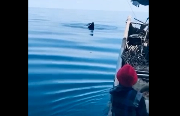 Theo anh Mít con cá voi xuất hiện ở khu vực biển Hoằng Hoá có màu xanh, dài khoảng chục mét. Vị trí phát hiện cá voi là ở vùng biển 19 độ 47 phút 200 giây vĩ độ bắc; 106 độ 23 phút 800 độ kinh đông, cách bờ xã Hoằng Trường, huyện Hoằng Hóa khoảng 26 hải lý, phía Đông Nam so với đảo Nẹ.