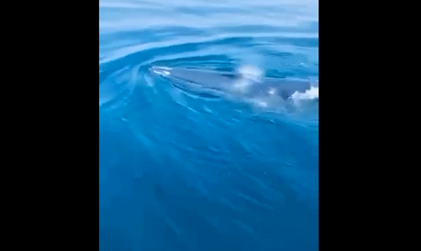 Theo nhận định, đây có thể là loài cá voi Balaenoptera edeni, tên thường gọi là cá voi Bryde. Cá voi Bryde là thành viên của họ cá voi tấm sừng hàm. Chúng được coi là một trong những loài “cá voi vĩ đại”, hay còn gọi là rorquals, là một nhóm bao gồm cá voi xanh và cá voi lưng gù. Cá voi Bryde được đặt theo tên của Johan Bryde, người Na Uy đã xây dựng các trạm săn cá voi đầu tiên ở Nam Phi vào đầu thế kỷ 20.