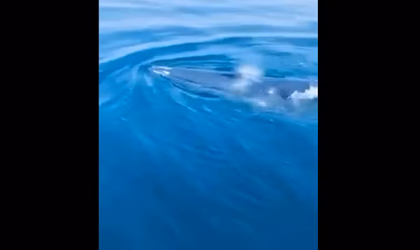 Theo nhận định, đây có thể là loài cá voi Balaenoptera edeni, tên thường gọi là cá voi Bryde. Cá voi Bryde là thành viên của họ cá voi tấm sừng hàm. Chúng được coi là một trong những loài “cá voi vĩ đại”, hay còn gọi là rorquals, là một nhóm bao gồm cá voi xanh và cá voi lưng gù. Cá voi Bryde được đặt theo tên của Johan Bryde, người Na Uy đã xây dựng các trạm săn cá voi đầu tiên ở Nam Phi vào đầu thế kỷ 20.