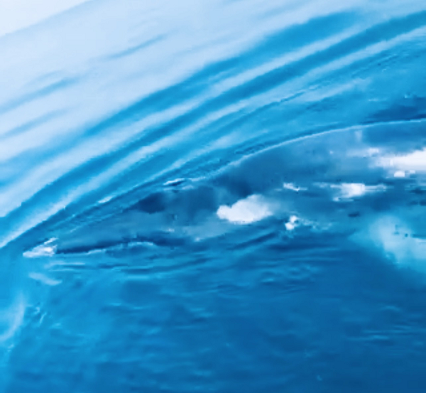 Trưa ngày 20/9, anh Mít cho biết thêm, một con cá voi dài chục mét cũng được anh và một ngư dân nữa phát hiện khi đang đánh bắt hải sản trên biển khu vực huyện Hoằng Hoá vào khoảng 12 giờ, ngày 12/9/2022.