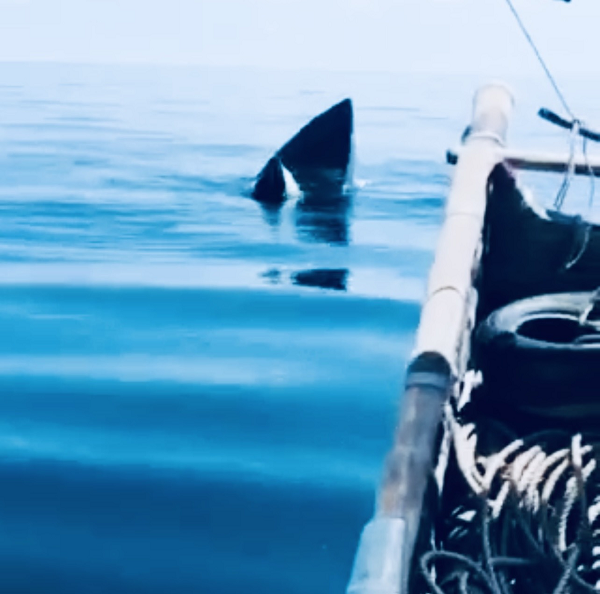 Vào ngày 20/9, anh Lê Trương Mít (30 tuổi) ở thôn Liên Minh, xã Hoằng Trường, huyện Hoằng Hóa, Thanh Hóa đã vô cùng bất ngờ khi phát hiện một con cá voi khổng lồ trong lúc đi đánh bắt hải sản ở vùng biển huyện Hoằng Hóa (tỉnh Thanh Hoá).