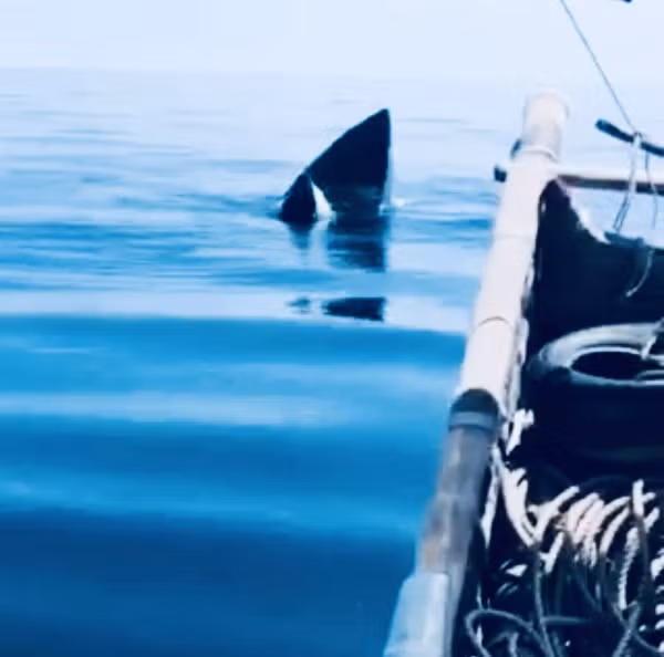 Vào ngày 20/9, anh Lê Trương Mít (30 tuổi) ở thôn Liên Minh, xã Hoằng Trường, huyện Hoằng Hóa, Thanh Hóa đã vô cùng bất ngờ khi phát hiện một con cá voi khổng lồ trong lúc đi đánh bắt hải sản ở vùng biển huyện Hoằng Hóa (tỉnh Thanh Hoá).