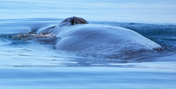 Cơ thể của chúng có màu xám khói sẫm ở trên, sau đó khuếch tán thành màu hồng ở dưới. Với mào hình chữ V, đầu của chúng chiếm 25% cơ thể và có 3 gờ trên đỉnh chạy từ đầu mõm đến trước lỗ thở.