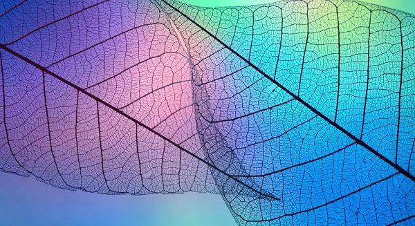 Theo tính toán của các nhà khoa học, có ít nhất 100.000 thiên hà trong siêu đám Laniakea và đường kính của nó lên tới 520 triệu năm ánh sáng. Hệ Mặt trời của chúng ta, vốn không dễ thấy cho lắm, lại càng giống một “ổ vi khuẩn” khi đặt lên đó, có thể thấy sự khủng khiếp của nó phải thể hiện ở sự “to lớn” ở một khía cạnh nào đó.