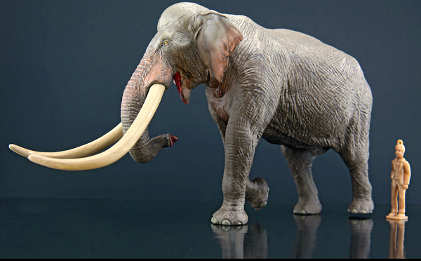 Việc phát hiện ra chiếc ngà hoàn toàn tách rời khỏi hộp sọ khiến các nhà khoa học nghi ngờ rằng con người cổ đại - chắc chắn là một loài người khác vì thời điểm đó Homo sapiens chúng ta chưa xuất hiện - đã săn bắn và giết thịt siêu quái vật này cũng như đồng loại của nó.