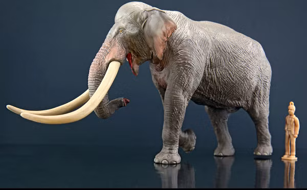 Việc phát hiện ra chiếc ngà hoàn toàn tách rời khỏi hộp sọ khiến các nhà khoa học nghi ngờ rằng con người cổ đại - chắc chắn là một loài người khác vì thời điểm đó Homo sapiens chúng ta chưa xuất hiện - đã săn bắn và giết thịt siêu quái vật này cũng như đồng loại của nó.