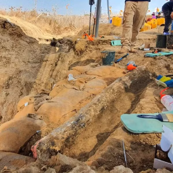 Các nhà khảo cổ Israel vừa khai quật được một chiếc ngà không tưởng dài đến 2,5 m thuộc về siêu quái vật tiền sử 500.000 năm tuổi. Đó là phần còn lại của sinh vật cổ đại gọi là "voi ngà thẳng" (Palaeoloxodon antiquus).