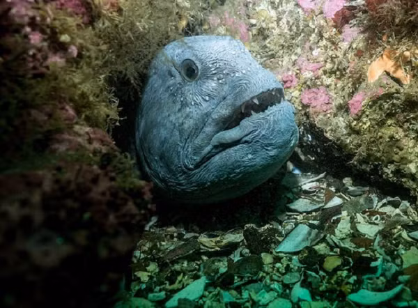 Cá sói bị liệt vào hạng "bị đánh bắt quá mức" là do cơ thể chúng quá to, mà tuổi sinh sản của chúng lại cao; thời gian để số lượng cá hồi phục sau khi bị đánh bắt quá dài, số lượng cá giảm sút trầm trọng là vì thế. Các tàu đánh cá không còn đánh bắt cá sói nữa, nhưng không có nghĩa chúng đủ khôn ngoan mà tránh được lưới.