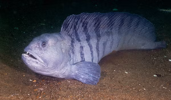 Cơ thể của loài cá này còn có thể tạo ra chất chống đông để giữ cho máu của nó chuyển động trôi chảy, bởi chúng thường sống tại những nơi có nhiệt độ nước từ -1 đến 11 độ C.