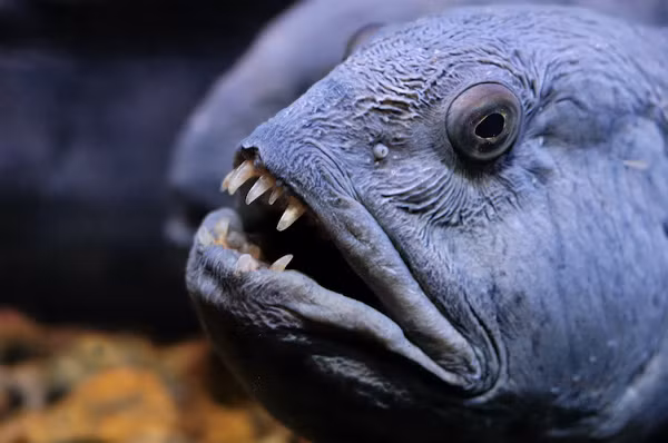 Mặc dù có vẻ ngoài đáng sợ, những con cá này rất tình cảm đối với con người! Thế nhưng vẻ ngoài xấu xí không khiến người ta tránh xa chúng: số lượng cá sói ngày một giảm sút do người ta "lỡ tay" đánh bắt nó quá mức.