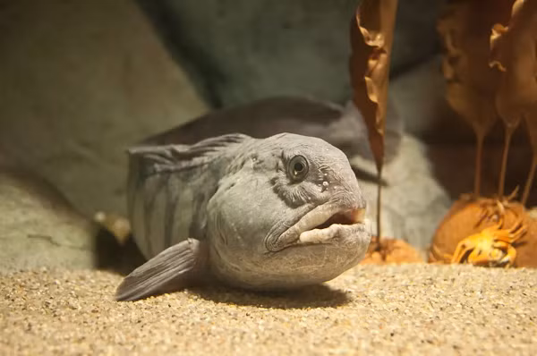 Cá sói Đại Tây Dương đóng vai trò tối quan trọng trong hệ sinh thái đại dương, tất cả nhờ chế độ ăn đặc biệt của chúng. Chúng điều tiết số lượng cua xanh, nhím biển có dưới lòng biển. Nếu không có cá sói, hệ sinh thái biển sẽ mất cân bằng.