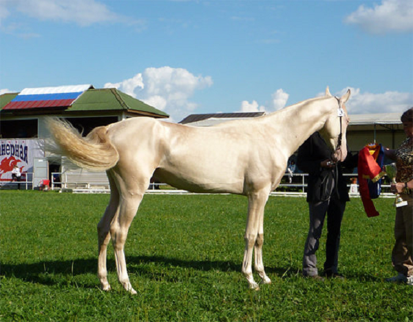 Ngựa Akhal-Teke sở hữu vẻ ngoài dễ khiến nhiều người mê đắm với bộ lông rất đẹp và khó có loài ngựa nào trên thế giới có thể sánh bằng. Bộ lông của Hãn Huyết Mã ngoài rất mềm mại, mượt mà còn phản chiếu ánh mặt trời lóng lánh như sắc màu kim loại.