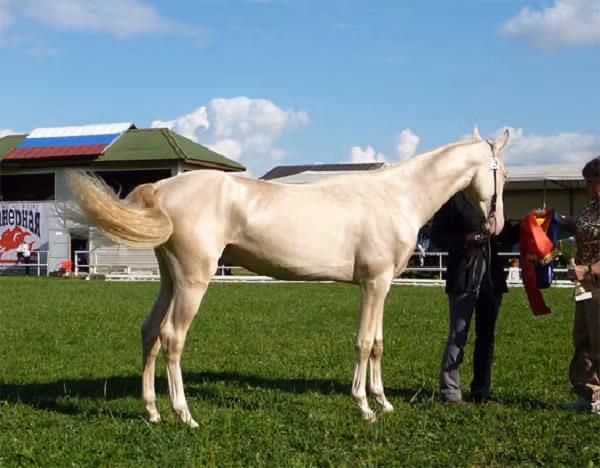 Ngựa Akhal-Teke sở hữu vẻ ngoài dễ khiến nhiều người mê đắm với bộ lông rất đẹp và khó có loài ngựa nào trên thế giới có thể sánh bằng. Bộ lông của Hãn Huyết Mã ngoài rất mềm mại, mượt mà còn phản chiếu ánh mặt trời lóng lánh như sắc màu kim loại.