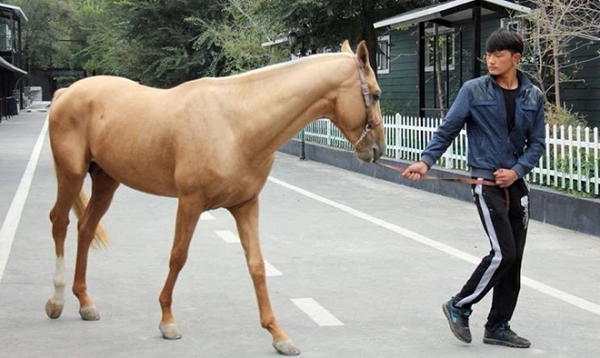 Bên cạnh đó, qua việc khai quật lăng mộ Hán Vũ Đế, các nhà khảo cổ học đến từ Viện khảo cổ Thiểm Tây cũng đã phát hiện xương cốt của khoảng 80 con Hãn Huyết Mã được chôn theo tại đây.