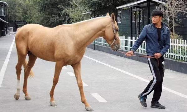 Bên cạnh đó, qua việc khai quật lăng mộ Hán Vũ Đế, các nhà khảo cổ học đến từ Viện khảo cổ Thiểm Tây cũng đã phát hiện xương cốt của khoảng 80 con Hãn Huyết Mã được chôn theo tại đây.