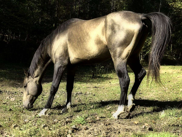 Theo ghi chép, vào năm 1935, một bầy ngựa Akhal-Teke đã băng qua sa mạc Karakum với quãng đường dài đến 4.152 km chỉ trong thời gian 84 ngày. Đặc biệt, trong chuyến đi ấy, có thời gian lên đến 3 ngày chúng không uống một giọt nước nào.