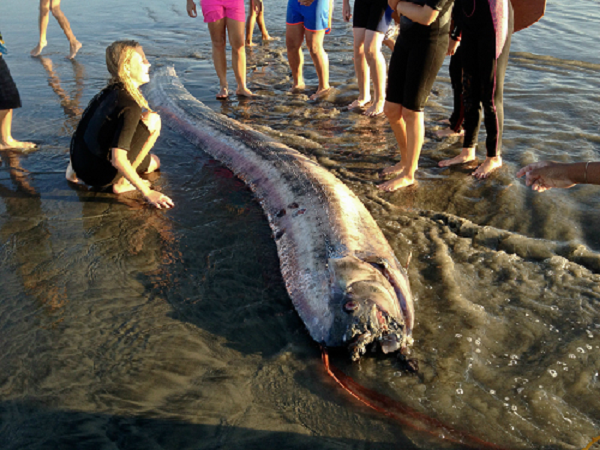 Mặc dù cá mái chèo có thể là nguồn gốc của nhiều câu chuyện lịch sử liên quan đến rắn biển và quái vật biển, chúng được coi là loài cá không gây nguy hiểm cho con người.