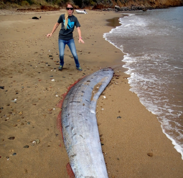 Cá mái chèo chỉ ăn sinh vật phù du có kích thước nhỏ và có một lỗ nhỏ để thực hiện chức năng của hệ thống tiêu hóa. Loài cá này thậm chí không có răng thật, mà chúng chỉ có các dạng cấu trúc mảnh hơn được gọi là mang lược để bắt những con mồi nhỏ.