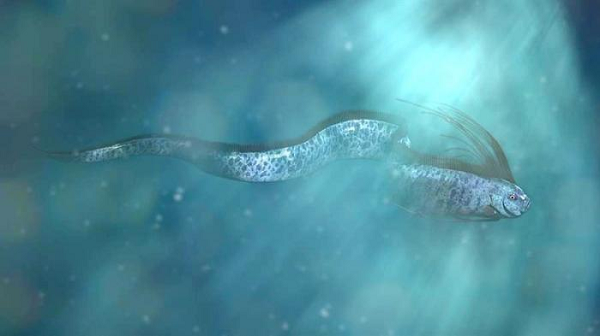 Cá mái chèo có thân màu bạc, đôi khi còn được gọi là "vua của cá trích" vì có những đặc điểm bề ngoài tương tự với loài cá nhỏ này. Tuy nhiên, chúng được đặt tên là cá mái chèo vì có phần vây ngực dài như những chiếc mái chèo.