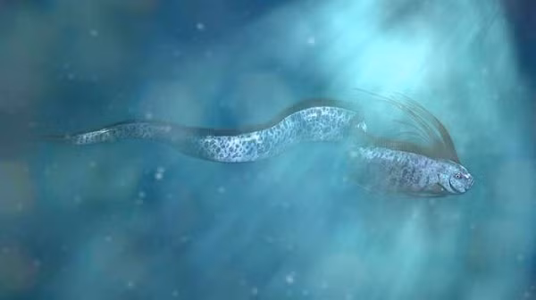 Cá mái chèo có thân màu bạc, đôi khi còn được gọi là "vua của cá trích" vì có những đặc điểm bề ngoài tương tự với loài cá nhỏ này. Tuy nhiên, chúng được đặt tên là cá mái chèo vì có phần vây ngực dài như những chiếc mái chèo.