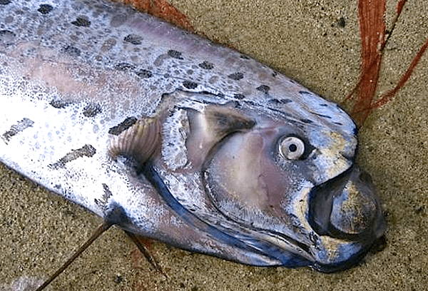 Ở Palau, nơi cá mái chèo từng được mô tả trên một con tem vào năm 2000, loài cá còn được gọi là cá gà trống nhờ phần vây mảnh và có màu đỏ. Một số người còn gọi chúng là cá hố (ribbon-fish).