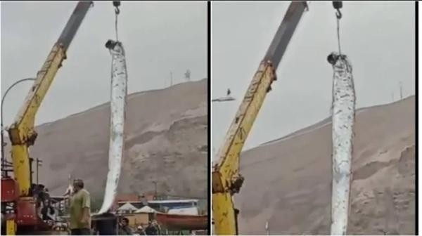 Sau khi bị các ngư dân ở thành phố Arica (Chile) bắt được, con cá mái chèo này đã thu hút rất nhiều sự chú ý. Rất nhiều người tin rằng con cá dài gần 5 mét mà các cư dân bắt được đã dự báo chính xác về thảm họa thiên nhiên ở Nhật Bản.