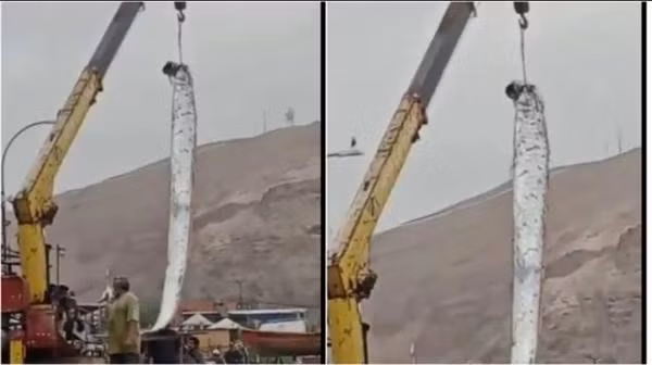 Sau khi bị các ngư dân ở thành phố Arica (Chile) bắt được, con cá mái chèo này đã thu hút rất nhiều sự chú ý. Rất nhiều người tin rằng con cá dài gần 5 mét mà các cư dân bắt được đã dự báo chính xác về thảm họa thiên nhiên ở Nhật Bản.