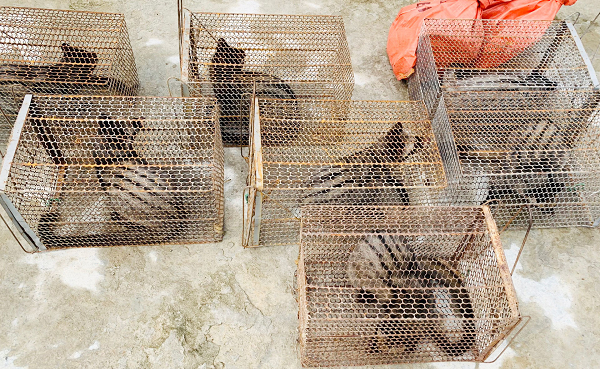 Mới đây, công an xã Kỳ Khang vừa phối hợp với cơ quan CSĐT Công an huyện, Hạt Kiểm lâm huyện Kỳ Anh (Hà Tĩnh) tiến hành kiểm tra khuôn viên gia đình anh Nguyễn Tiến Vinh và phát hiện 9 cá thể cầy vòi hương đang được nuôi nhốt trái phép.