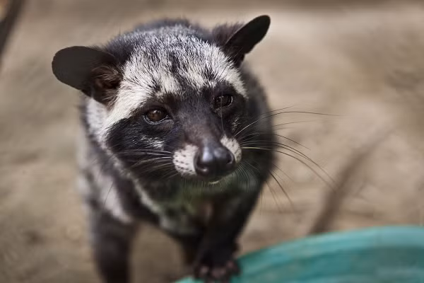 Bộ lông nền màu xám. Có sọc đen chạy từ đầu dọc theo lưng đến gốc đuôi. Vai và hông mốc xám bẩn.