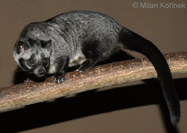 Cơ quan chức năng đã bàn giao 9 con cầy vòi hương nói trên cho Vườn quốc gia Vũ Quang để thả về môi trường tự nhiên vào ngày 26/9 vừa qua.