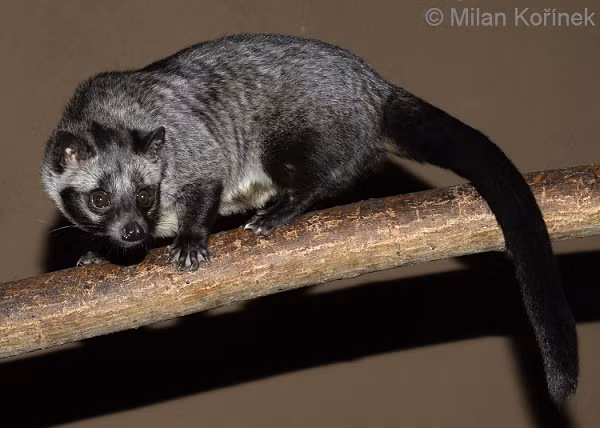 Cơ quan chức năng đã bàn giao 9 con cầy vòi hương nói trên cho Vườn quốc gia Vũ Quang để thả về môi trường tự nhiên vào ngày 26/9 vừa qua.