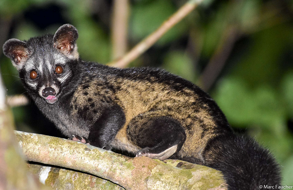 Vòi hương sinh sản quanh năm nhưng tập trung vào các tháng 10, 11, 12. Mỗi lứa đẻ 2 – 4 con trong hốc đá hay bọng cây lớn. Cầy con sinh trưởng khá nhanh.