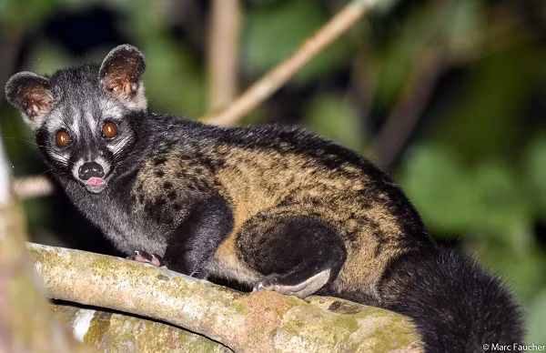 Vòi hương sinh sản quanh năm nhưng tập trung vào các tháng 10, 11, 12. Mỗi lứa đẻ 2 – 4 con trong hốc đá hay bọng cây lớn. Cầy con sinh trưởng khá nhanh.