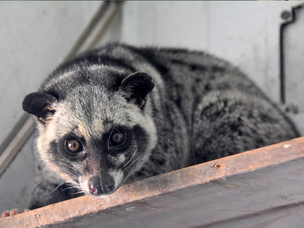 Cầy vòi hương chủ yếu sống ở rừng thường xanh và nhiều kiểu rừng tàn phá còn sót lại hoặc những khu vực đất trồng cây ăn trái. Sinh hoạt kiếm ăn đêm, ngày ngủ.