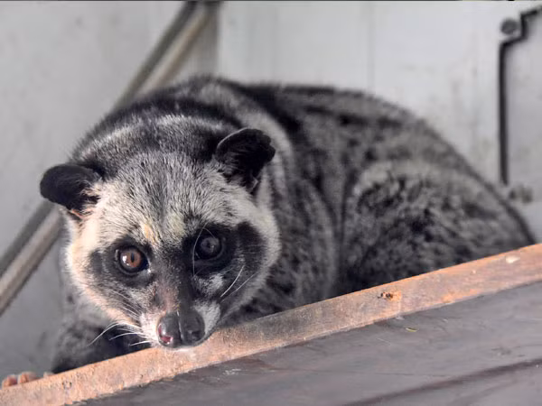 Cầy vòi hương chủ yếu sống ở rừng thường xanh và nhiều kiểu rừng tàn phá còn sót lại hoặc những khu vực đất trồng cây ăn trái. Sinh hoạt kiếm ăn đêm, ngày ngủ.
