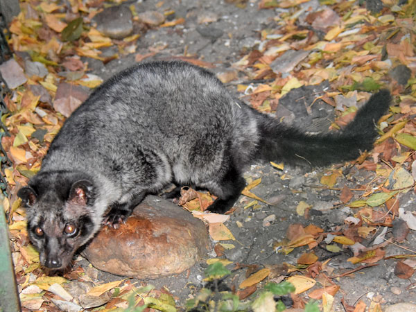 9 cá thể động vật hoang dã quý hiếm nói trên sẽ được Vườn quốc gia Vũ Quang chăm sóc, khi chúng có sức khỏe tốt sẽ được thả về rừng tự nhiên thuộc vườn quản lý.
