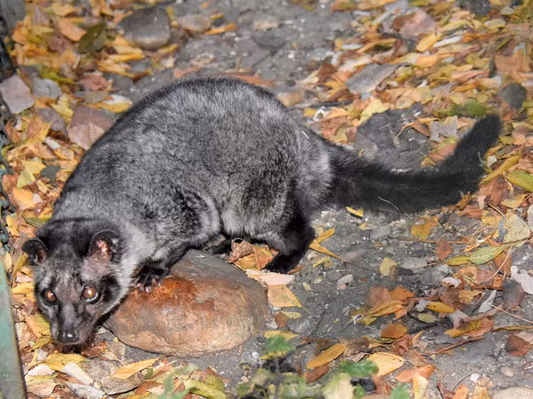 9 cá thể động vật hoang dã quý hiếm nói trên sẽ được Vườn quốc gia Vũ Quang chăm sóc, khi chúng có sức khỏe tốt sẽ được thả về rừng tự nhiên thuộc vườn quản lý.