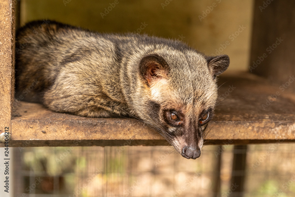Cầy vòi hương phân bố chủ yếu ở nam Trung Quốc, Nêpan, miền Đông Mianma, Thái Lan, Lào, Campuchia, Malaixia. Ở Việt Nam loài này phân bố khá nhiều ở các tỉnh phía Nam từ Phan Rang trở vào đến Kiên Giang. 