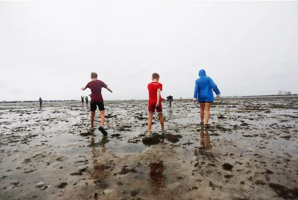 Tuy nhiên, chỉ vài giờ trước khi cơn bão Ian đổ bộ Florida, nước ở các bờ biển đã bị hút đi. Những đợt sóng vỗ và bãi biển nông nhanh chóng bị thay thế bằng đáy biển đầy cát cằn cỗi, để lộ ra những mảnh vỏ sò trắng và rong biển nằm rải rác.