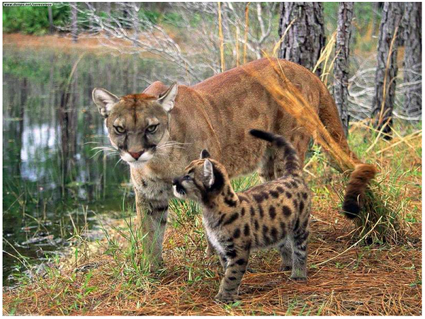 Theo báo cáo năm 2018 của Ủy ban Liên chính phủ về Biến đổi Khí hậu (IPCC), hơn 90% rạn san hô trên thế giới có thể bị chết vào năm 2050 ngay cả khi sự nóng lên toàn cầu được giữ ở mức 1,5 độ C.