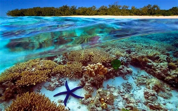 Một báo cáo khác cũng cho thấy, 85% loài lưỡng cư thiếu dữ liệu (DD) có khả năng bị đe dọa tuyệt chủng, cũng như hơn một nửa số loài DD thuộc nhiều nhóm phân loại khác, chẳng hạn như động vật có vú và bò sát.