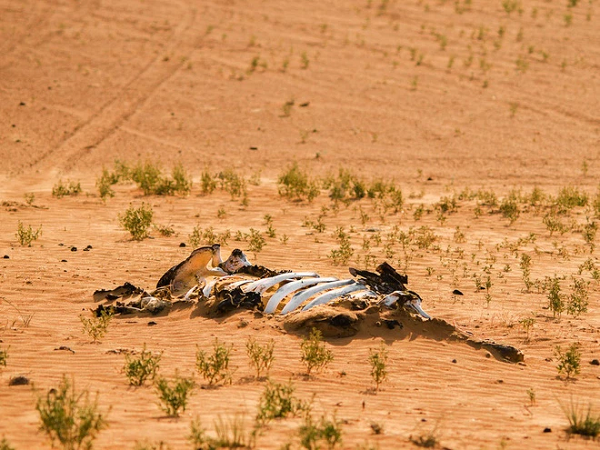 IUCN mô tả mức độ cực kỳ nguy cấp là những loài có nguy cơ tuyệt chủng cực cao do số lượng giảm nhanh từ 80 đến hơn 90% trong 10 năm trước (hoặc ba thế hệ), quy mô dân số hiện tại dưới 50 cá thể, hoặc những yếu tố khác.