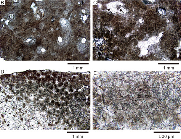 Hiện tượng lấp bằng canxit đã từng gặp trong một số mẫu vật cổ xưa, là cách mà các tinh thể từ khối xung quanh bao bọc lấy mẫu vật "chui" dần vào bên trong khối hóa thạch, thay thế các cấu trúc hữu cơ trong hàng triệu năm, lấp nó bên trong.
