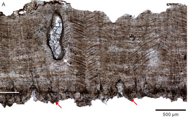 Hai quả trứng mới được phát hiện đều không giữ được lớp vỏ ngoài cùng cũng như "xác ướp" của một con khủng long non nào nhưng một quả - có lẽ đã bị hỏng từ khi được đẻ ra - vô tình trở thành một mẫu vật đẹp mắt bởi bên trong được lấp đầy bởi tinh thể canxit nên lấp lánh như một khối ngọc quý.